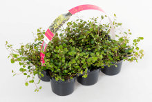 Pletter i luften 'Muehlenbeckia' 6-pk.